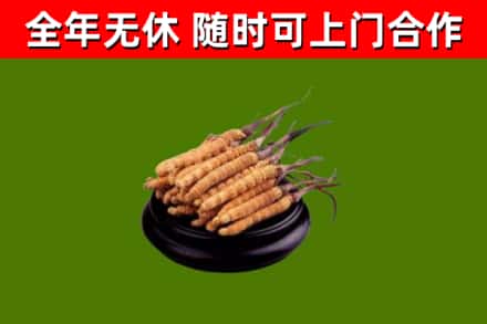 凉山州回收散虫草
