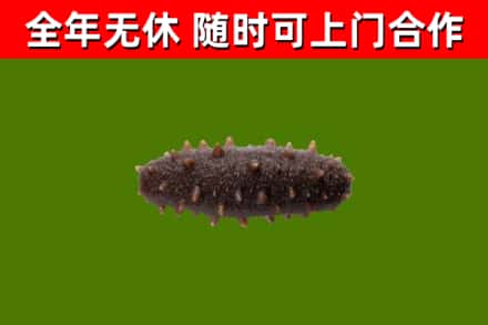 凉山州回收海参干
